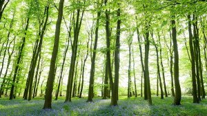 Trees in a forest